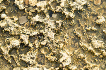 Top view of the natural background closeup