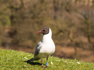 Black headed Gull at Killington Reservoir, Cumbria, UK