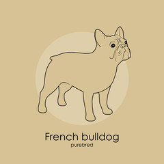 French bulldog
