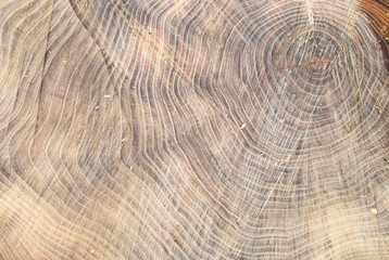 Top view of the surface of the fresh stump with annual rings