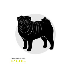 pug
