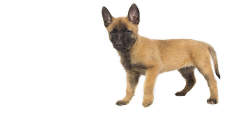 B&eacute;b&eacute; malinois