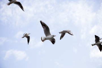 seagulls
