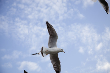 seagulls
