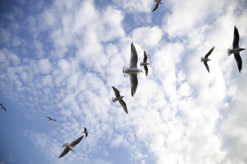 seagulls
