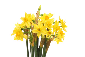 Miniature daffodil flowers