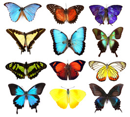 Fototapeta na wymiar Butterflies collection, isolated on white