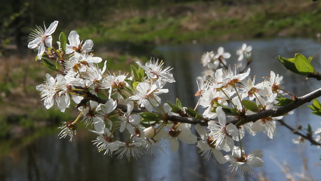 Branch of blooming tree and river.