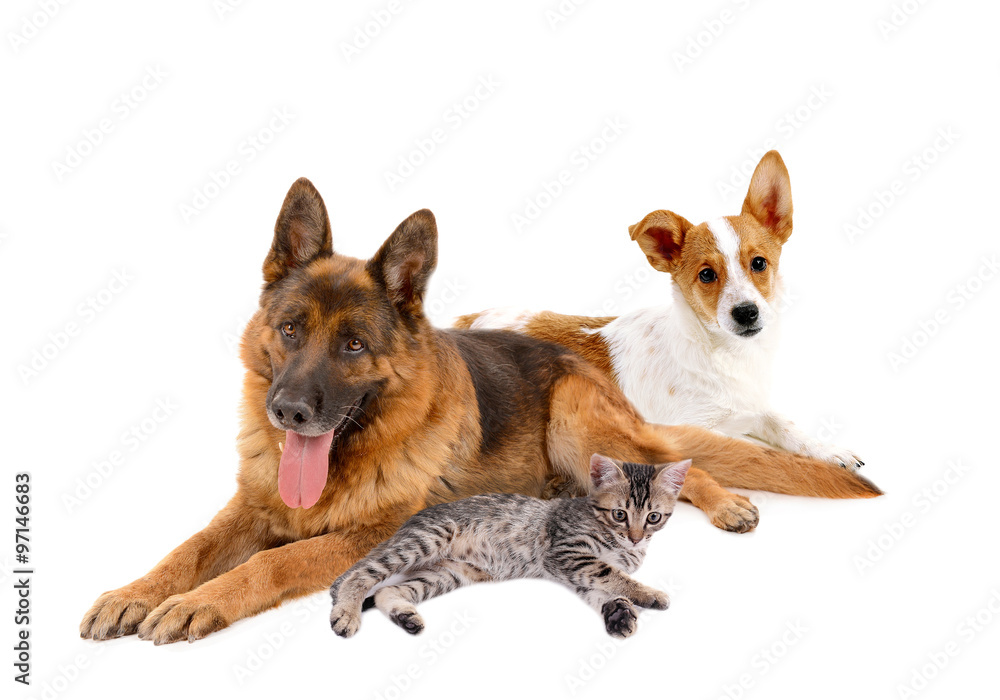 Wall mural Cute pets, isolated on white