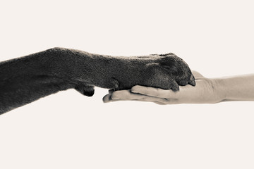 Dog paw and human hand, black and white retro stylization