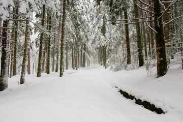 Forest in winter covered with snow