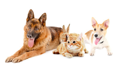 Cute pets, isolated on white