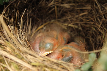 Naissance de trois petits merles