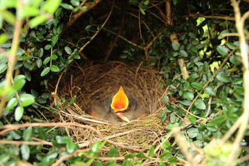 Naissance de trois petits merles