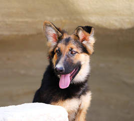 Beautiful portrait of a dog