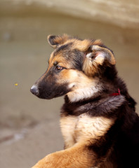 Beautiful portrait of a dog