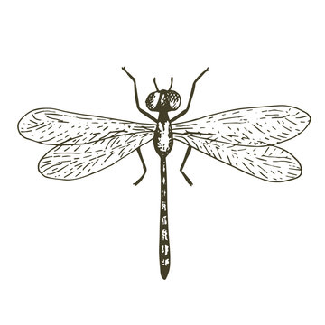 Vector dragonfly illustration, hand drawn sketch