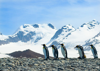 König Pinguine © jandeceuster