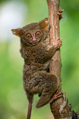 Tarsius sits on a tree in the jungle. close-up. Indonesia. Sulawesi Island. An excellent illustration.