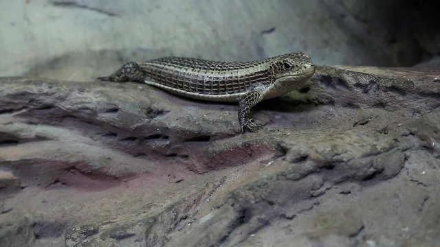 Gerrhosaurus - plated lizard in vivarium for reptiles. Gerrhosauridae - family of lizards native to Africa or Madagascar, live in a range of habitats, from rocky crevices to sand dunes