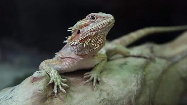Agama - Australian dragon lizard
