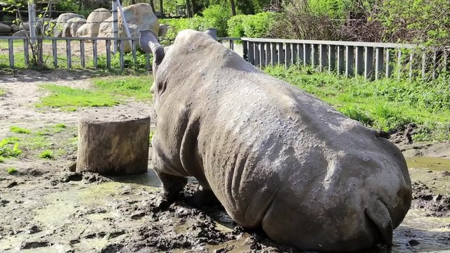 Big rhinoceros in zoological garden
