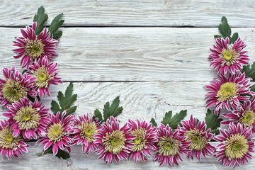 Chrysanthemum on white wooden background 