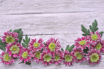 Chrysanthemum on white wooden background 