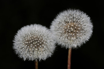 Two white dandelion on a black background