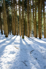 Rays of light in the snowy forest