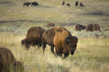 Bison browse in early morning sunlight in grasslands of Yellowstone National Park, Wyoming.