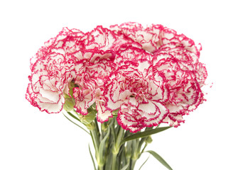 white carnation with dark pink petal edges