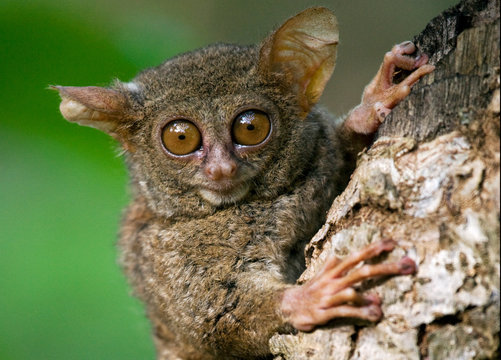 Tarsius sits on a tree in the jungle. close-up. Indonesia. Sulawesi Island. An excellent illustration.