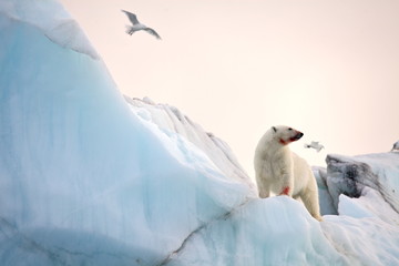 Polar bear and ivory gull in natural environment  