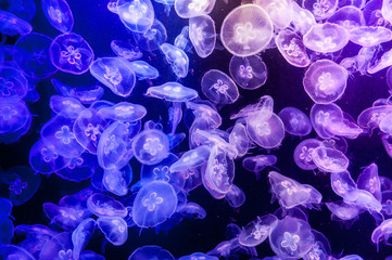 Fototapeta premium Szkoła Jelly Fish w akwarium z mieszanym oświetleniem