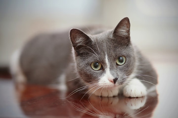 Domestic nice cat cat of a smoky-white color