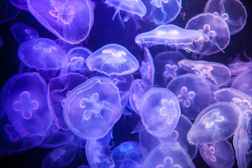 school of Jelly fish in aquarium with blue light