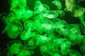 Naklejka premium school of Jelly fish in aquarium with green light