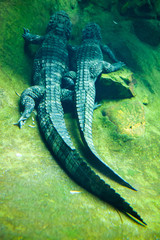 Two large reptiles and their talis in water in zoo