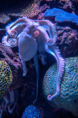 Octopus in blue light in an aquarium