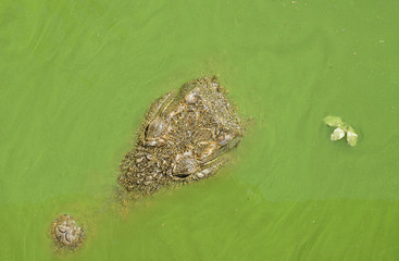 Crocodile in green water (algae) , Hluhluwe, South Africa