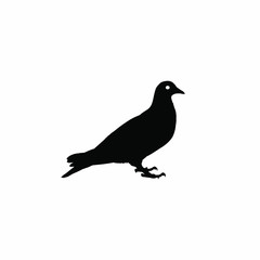 Silhouette of a dove (color bird)