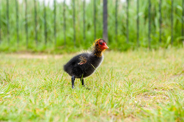 A young new born Moorhen bird walking on grass