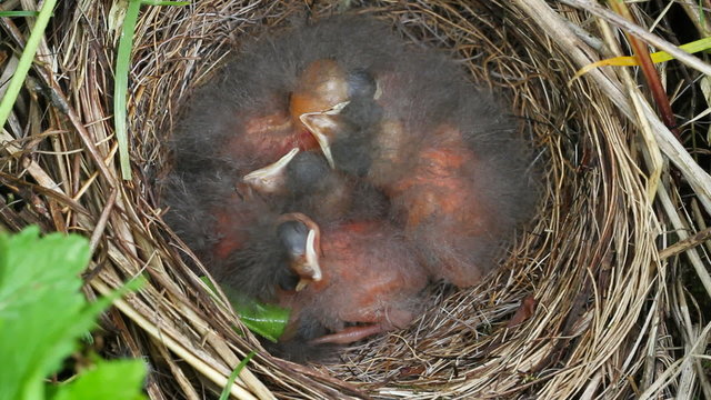 Birds nest with chicks.