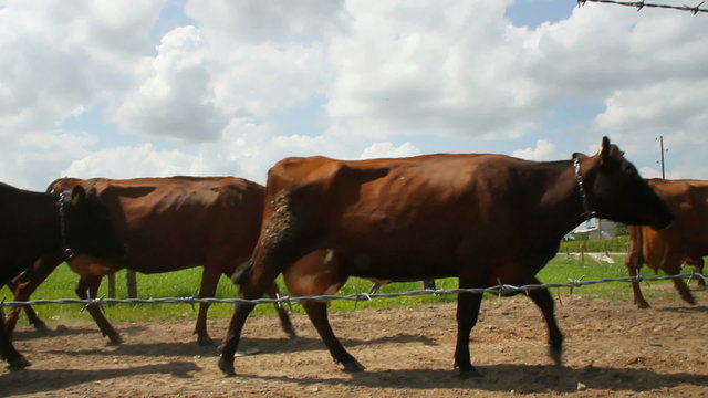 Flock of caw is going from pasture to the cow shad.