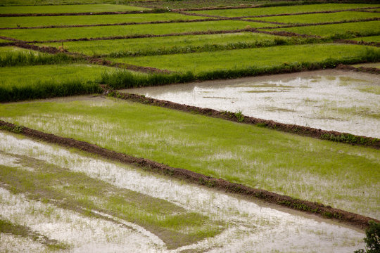 Rice Paddy
