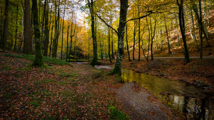 Rio que atraviesa el bosque de Quinto real en Navarra en la &eacute;poca de oto&ntilde;o