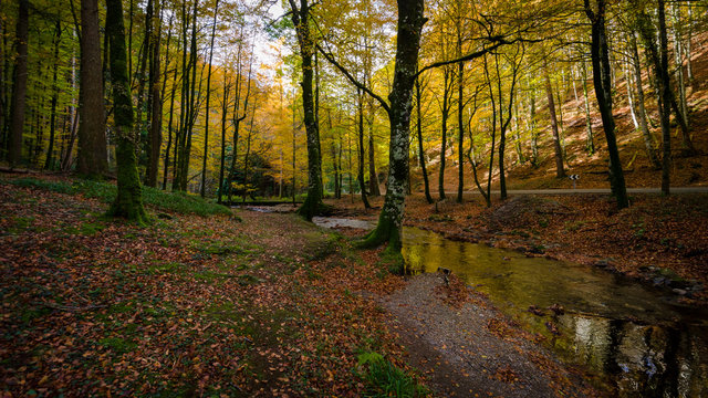 Rio que atraviesa el bosque de Quinto real en Navarra en la &eacute;poca de oto&ntilde;o