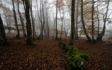Obraz premium Niebla en otoño