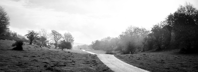 camino a través del campo que lleva a un bosque , en invierno, con niebla y en blanco y negro